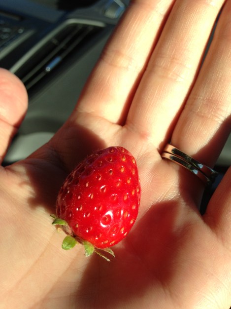 Fresh (hand-picked...whoops!) strawberry. CA Trip 31