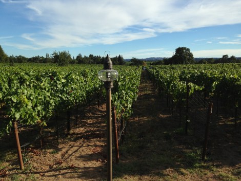 DeLoach Vineyards CA Trip 3_1